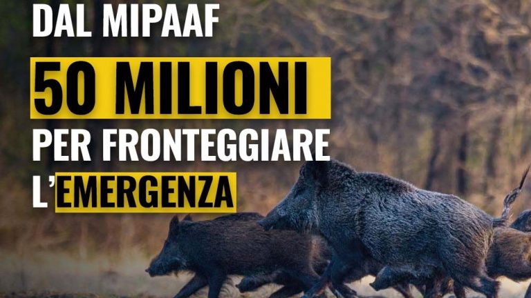 peste suina regione lazio2