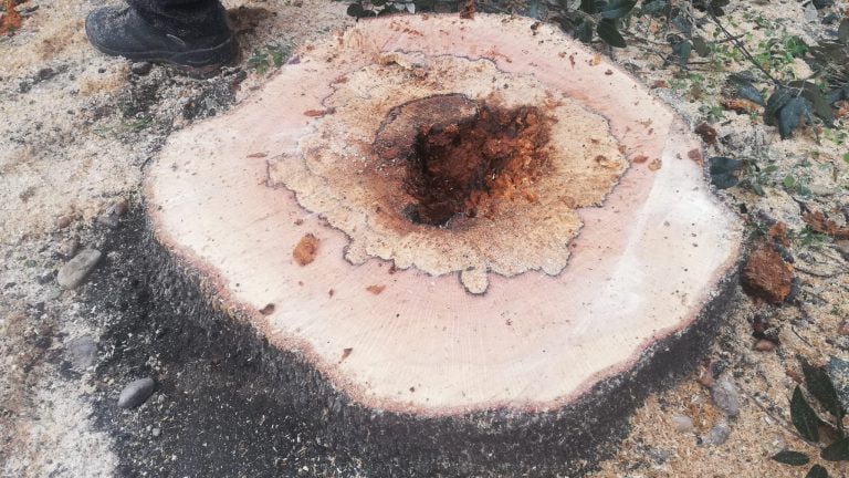 Leccio-parco-della-rimembranza