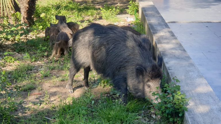 cinghiali-valle-aurelia-1