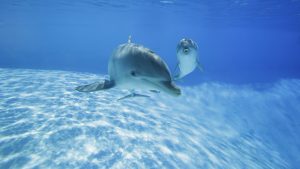 Fratello Mare. Delfini tra Civitavecchia, Ostia e Tarquinia: l'ecosistema marino cambia