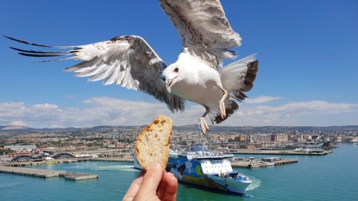 gabbiano-porto-civitavecchia