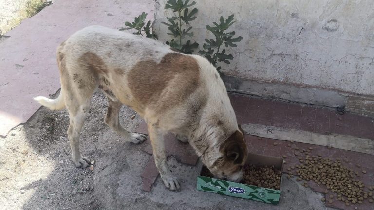 protezione-civile-anzio