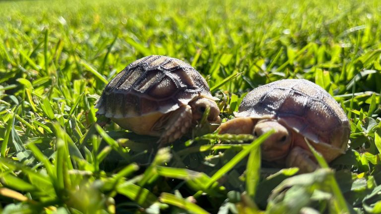 tartarughe