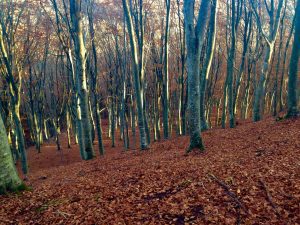 Oriolo Romano. Forest Therapy tra ninfe e cascate al Monumento Naturale