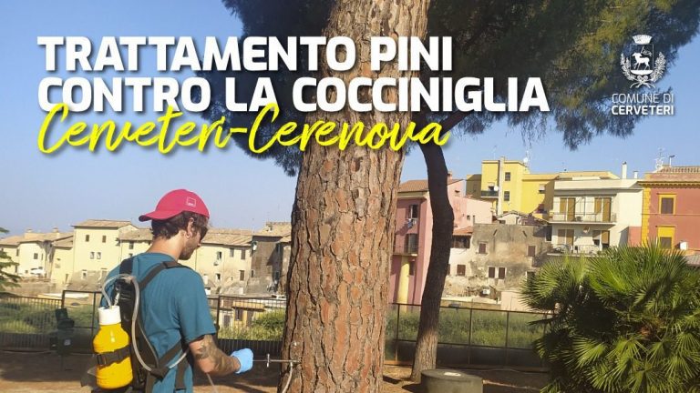 pini-cerveteri-cocciniglia