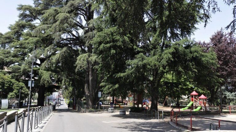 VIALE-DEI-CEDRI_Foto-di-Eleonora-Vallerotonda
