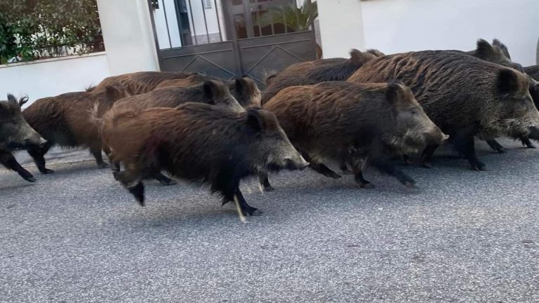 cinghiali-montespaccato-boccea-roma