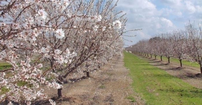 mandorlo in fiore