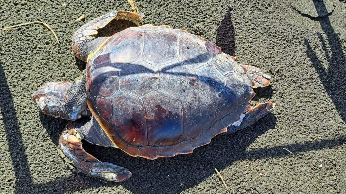 tartaruga morta Ladispoli
