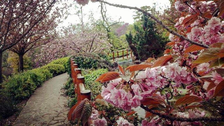 Hanami-Orto-Botanico-3