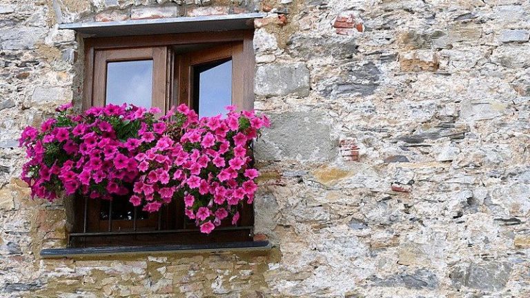 fprimavera in finestra tarquinia