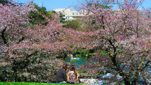 L’Orto Botanico di Roma ha organizzato un weekend dedicato all’Hanami dei fiori di ciliegio