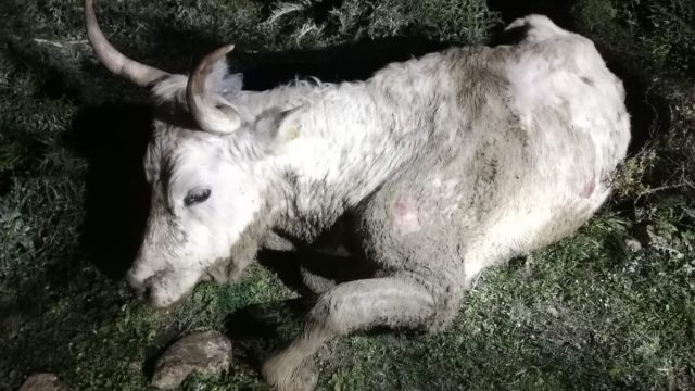 Intervento dei Vigili del Fuoco di Civitavecchia per salvare una mucca impantanata in un fossato pieno di sabbia