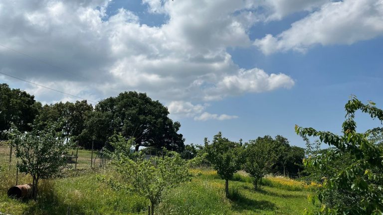 3Bee-_-Oasi-della-Biodiversita-_-Allumiere