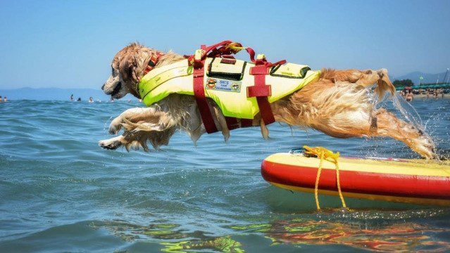 Anche questa sarà un’estate "ad alta fedeltà": quella dei cani di salvataggio, bagnini a 4 zampe premiati dal Presidente Sergio Mattarella come valido aiuto alle operazioni di salvataggio in mare