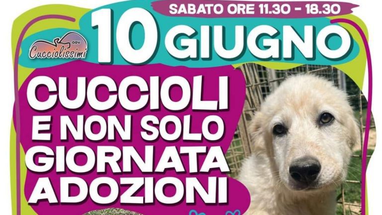 cuccioli-e-adozioni