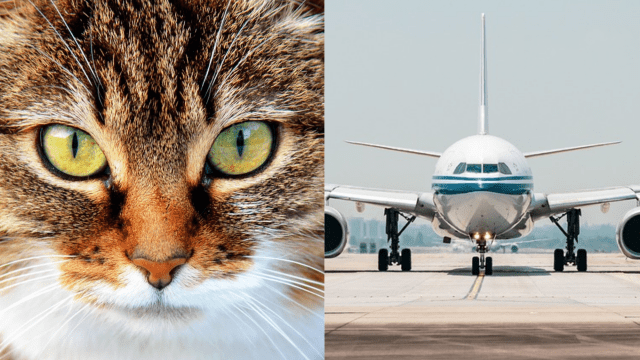 Decine di felini rischiano di bloccare il traffico aereo dell’aeroporto di Fiumicino  