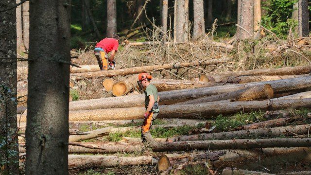 Approvati i nuovi standard professionali e il percorso formativo dell'operatore forestale