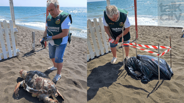 Le Guardie Ecozoofile FareAmbiente Ladispoli hanno recuperato ieri una tartaruga caretta caretta nei pressi del Ponte Abebe Bikila di Ladispoli.