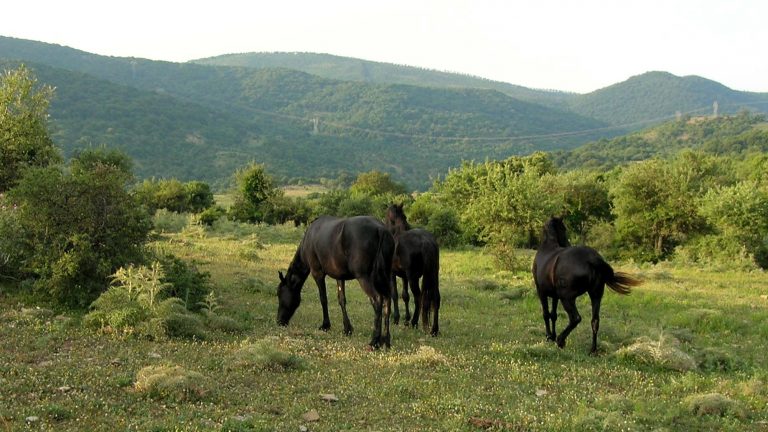 agraria-tolfa-cavalli