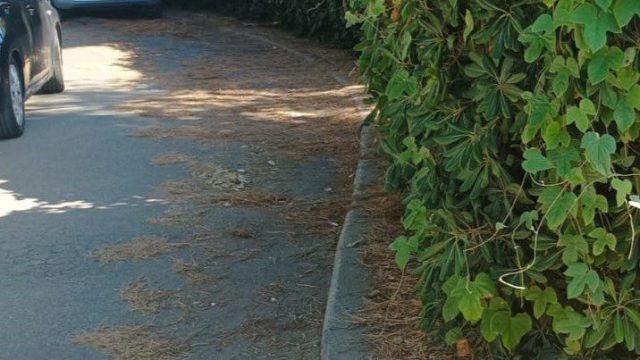 Il direttivo del Centro Studi Aurhelio: "Santa Severa - Piazza Garda, inesistente manutenzione del verde, in grave e costante pericolo i pedoni" 