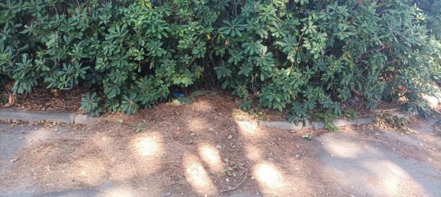 Il direttivo del Centro Studi Aurhelio: "Santa Severa - Piazza Garda, inesistente manutenzione del verde, in grave e costante pericolo i pedoni" 