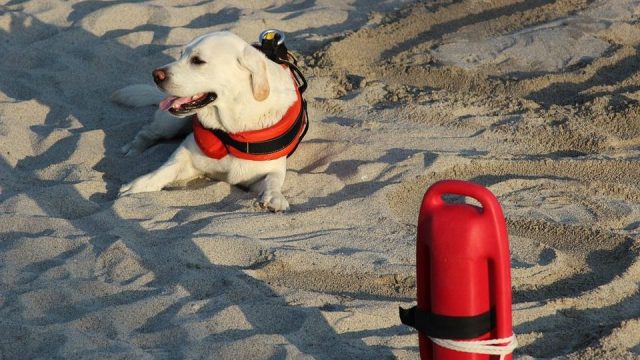 Due uomini salvati dai cani bagnini sulla spiaggia del Monumento Naturale Palude di Torre Flavia