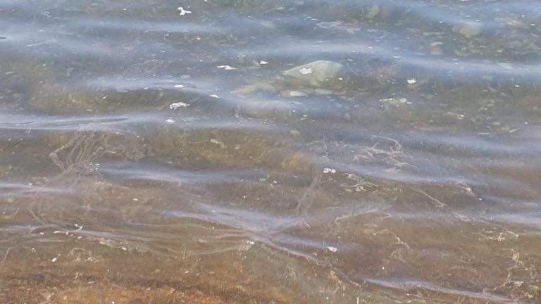 mare-sporco-santa-severa