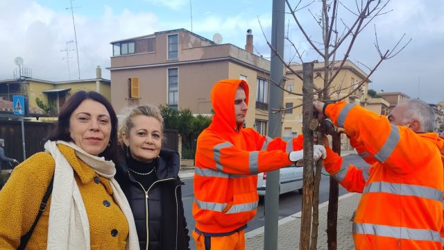 foto-alberature-nuove