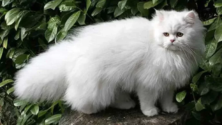 gatto-persiano-tutti-i-tipi