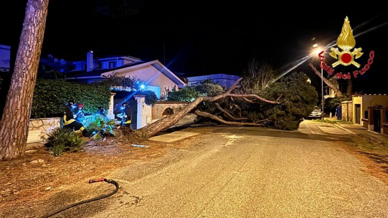 pino-caduto-santa-marinella