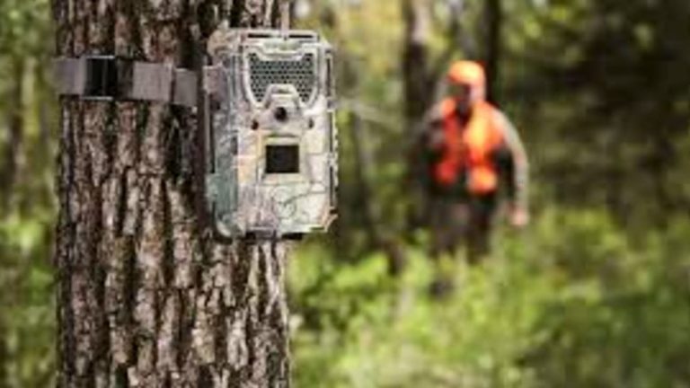 fototrappola ambiente