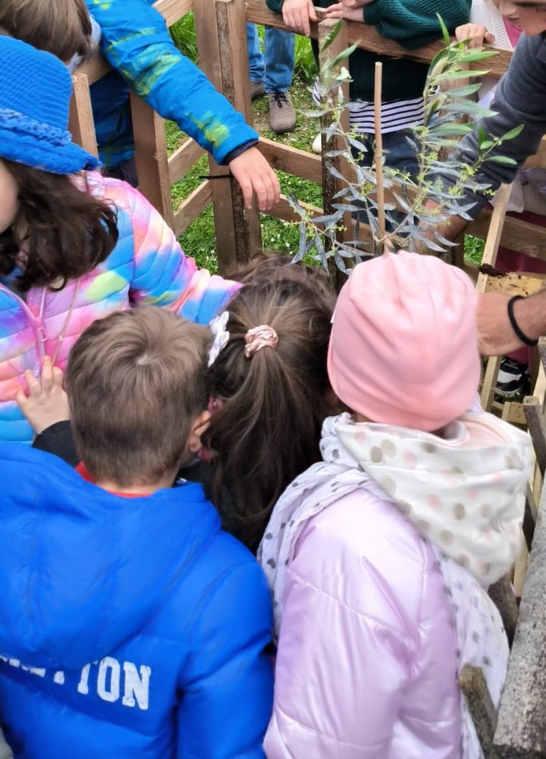 Parco delle Mura, messa a dimora dell'olivo (1)