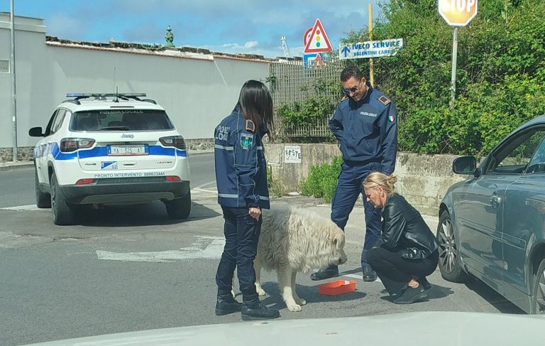 cane polizia locale