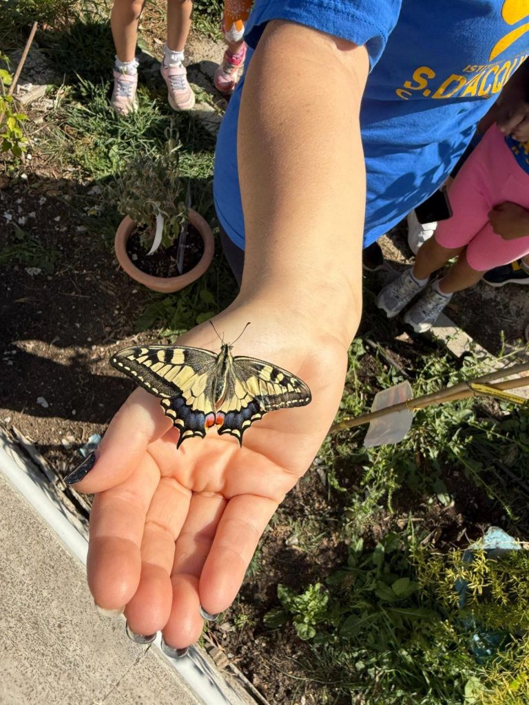 farfalle scuolambiente
