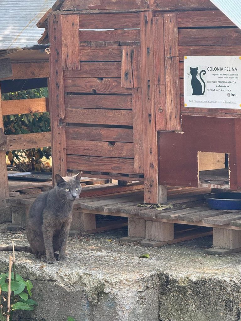 colonia felina enea casaccia