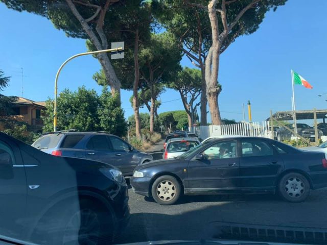 abbattimento dei pini