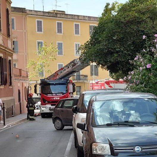 albero via Montanucci