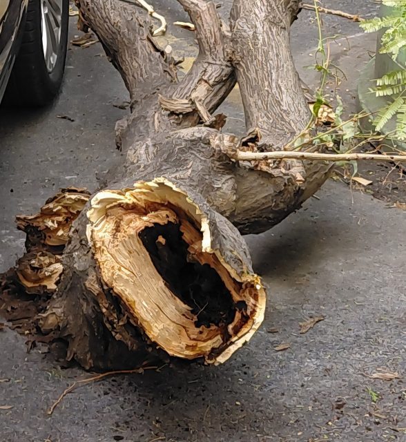 Fratelli d'Italia: "Alberi caduti... non possiamo fare ... Fratelli d'Italia: "Alberi caduti... non possiamo fare ...