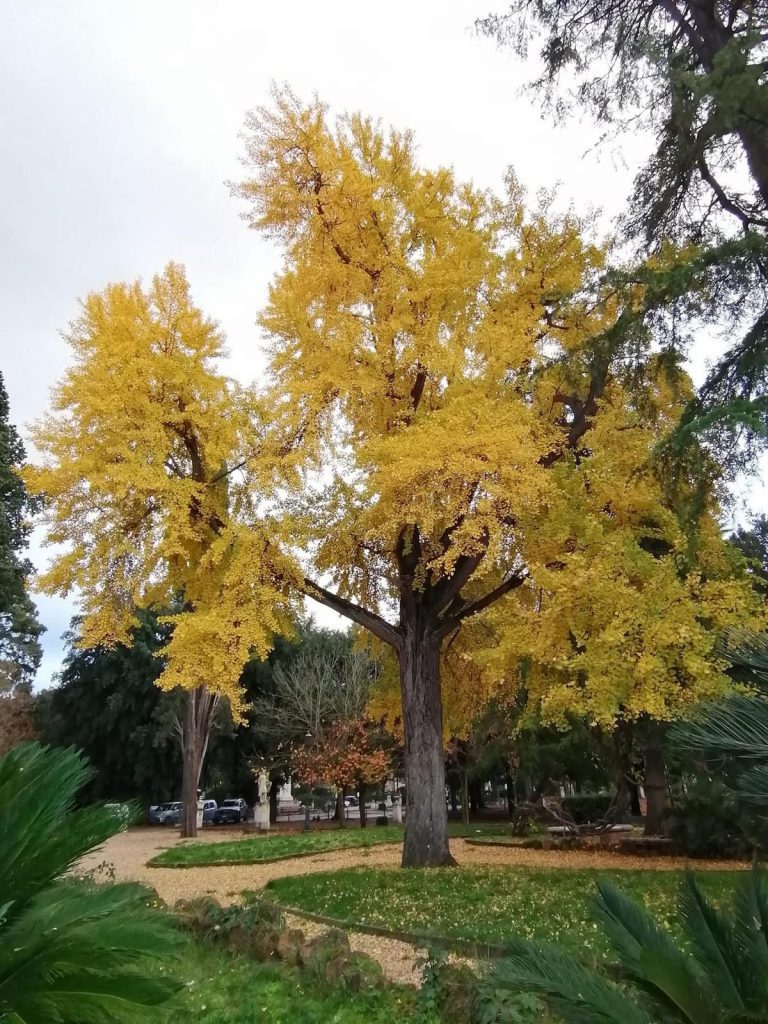 alberi roma 2
