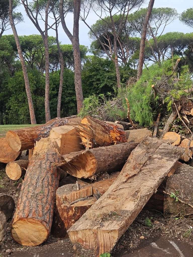 La Voce degli Alberi. Roma tra mobilità, alberi e identità: quando l'ecologia rischia di perdere il senso
