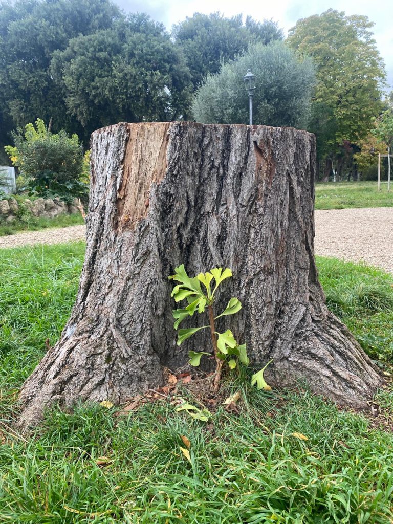 albero tagliato villa roma