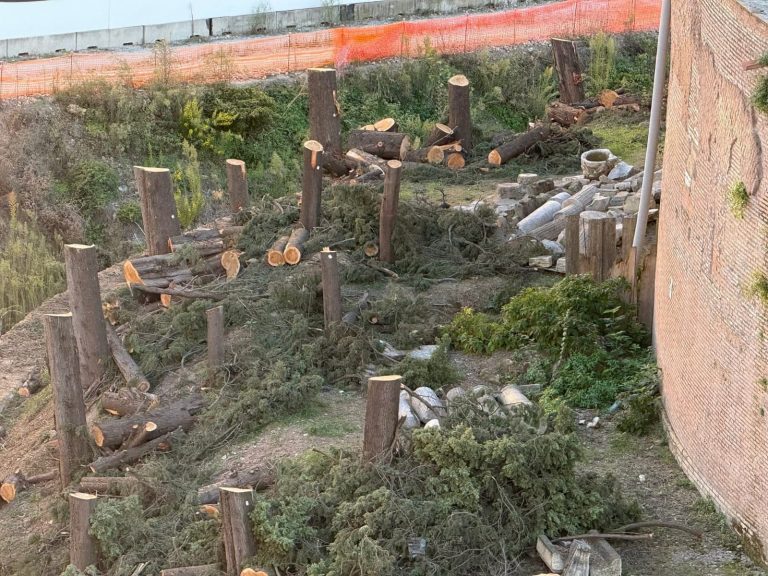 cipressi tagliati ara pacis