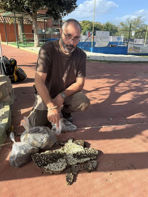 Bracciano. Vespa germanica assedia un centro sportivo: campo tennis chiuso per mesi