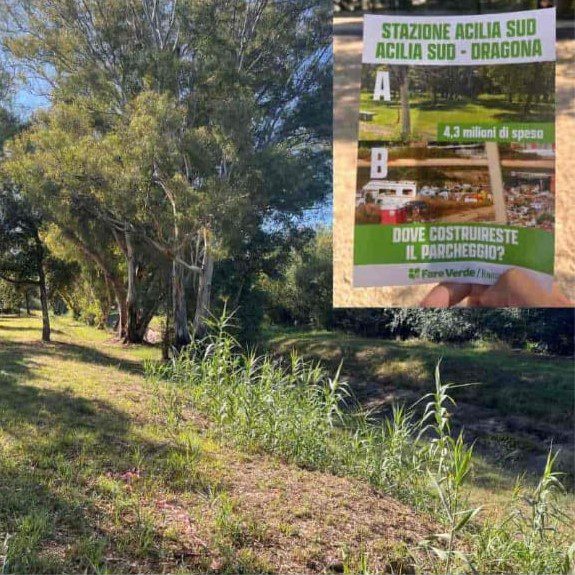acilia dragona verde