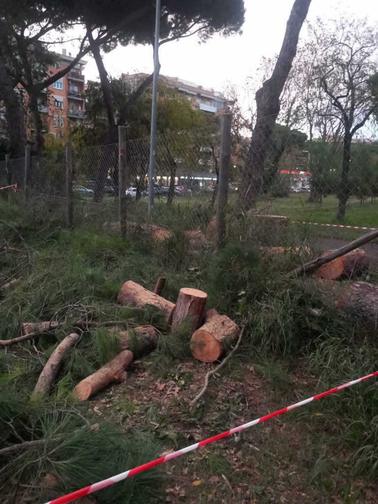 alberi tagliati villa torlonia