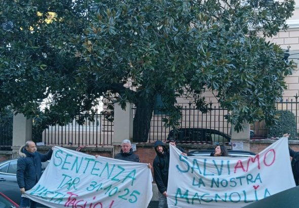 magnolia della regina roma