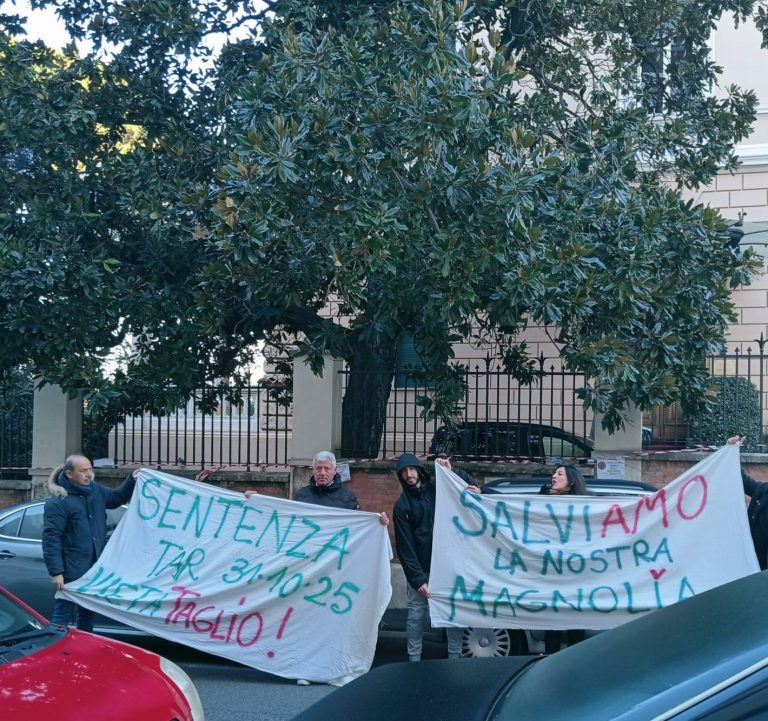 magnolia della regina roma