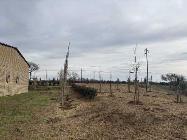 alberi bracciano 3