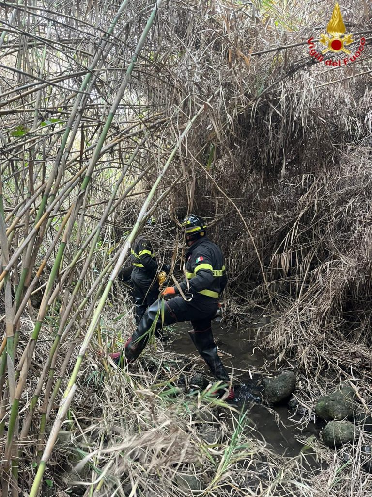 cavallo disorientato